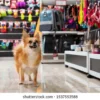 Pet Accessories Shop